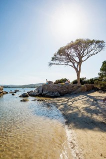 Beach and pines