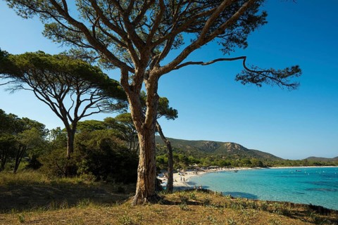 Beach and pines