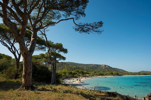 Beach and pines