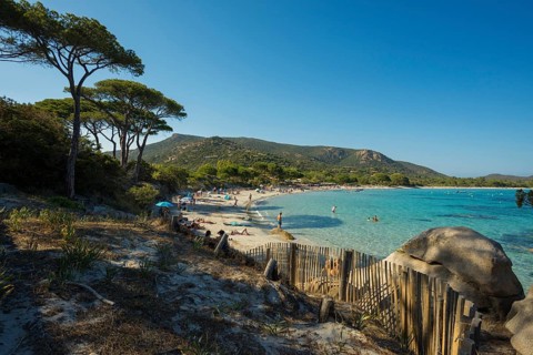 Beach and pines