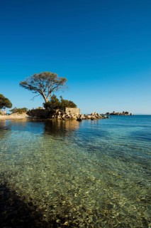 Beach and pines
