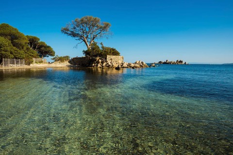 Beach and pines