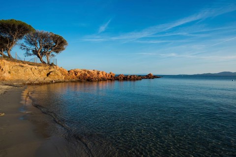 Beach and pines
