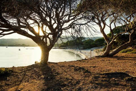 Beach and pines