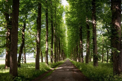 Lindenallee