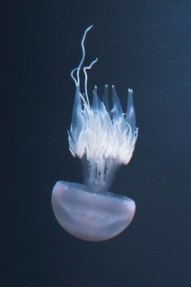Jellyfish