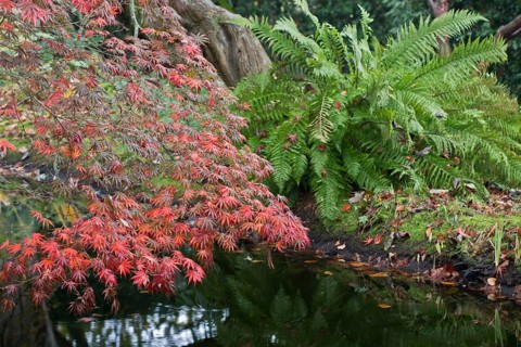 Japanese fan maple