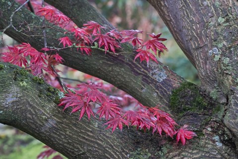 Japanese fan maple