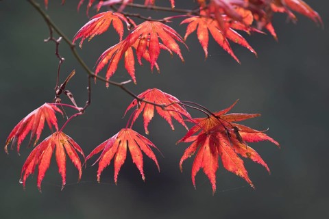 Japanese fan maple