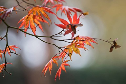 Japanese fan maple