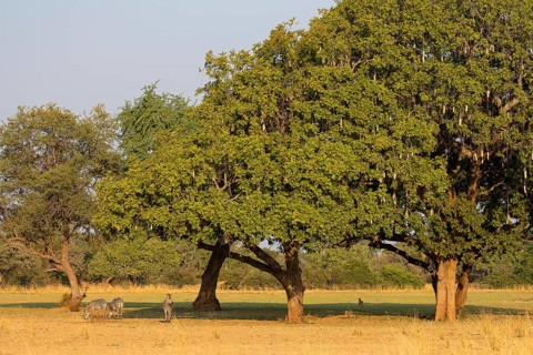 Kigelia