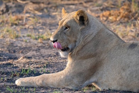 Lion