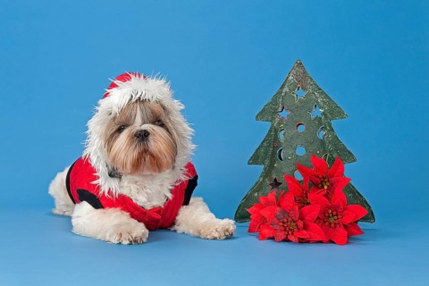 Shih-Tzu bitch