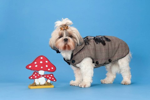 Shih-Tzu bitch