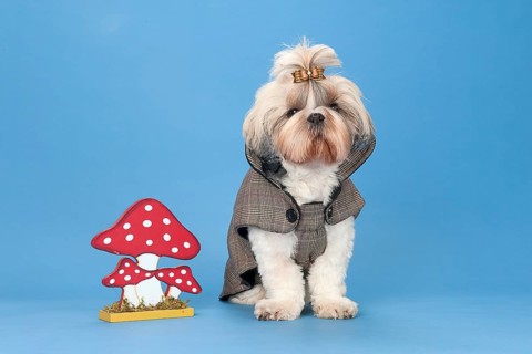 Shih-Tzu bitch