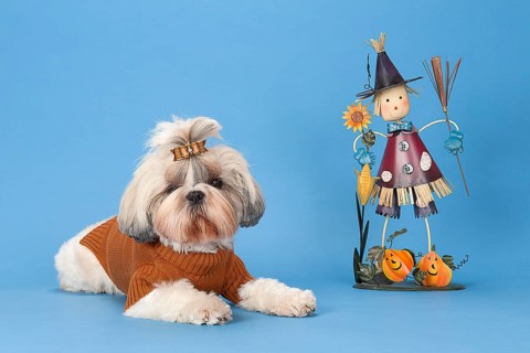 Shih-Tzu bitch