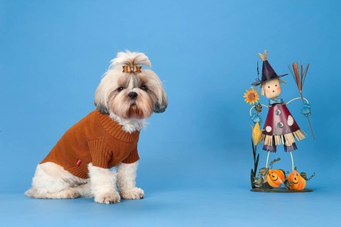 Shih-Tzu bitch