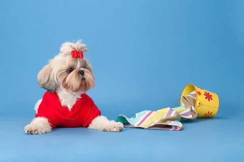 Shih-Tzu bitch