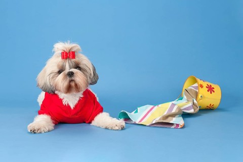 Shih-Tzu bitch