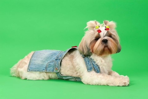 Shih-Tzu bitch