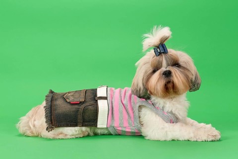 Shih-Tzu bitch