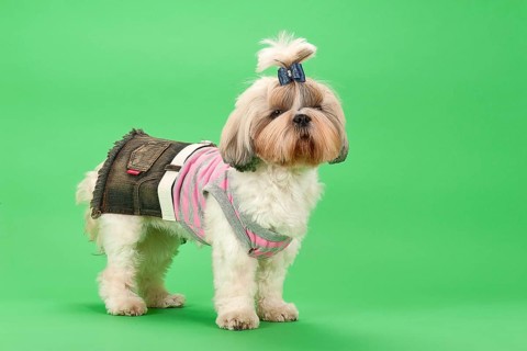 Shih-Tzu bitch