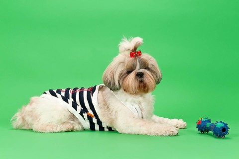 Shih-Tzu bitch