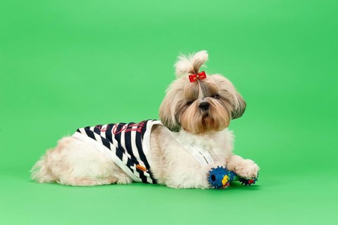 Shih-Tzu bitch
