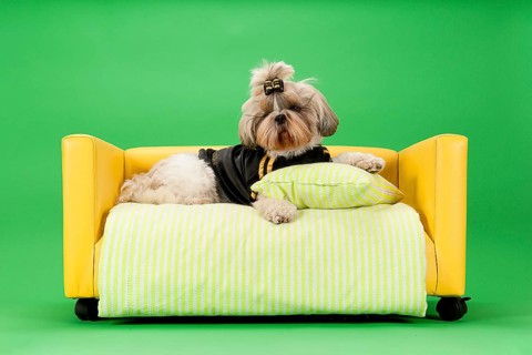 Shih-Tzu bitch