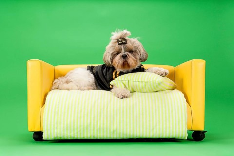 Shih-Tzu bitch