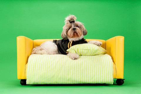 Shih-Tzu bitch