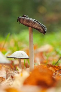 Inky cap