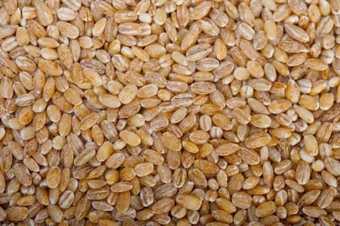 Organic barley grains over rustic wood table macro closeup