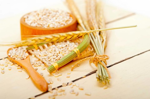 Organic wheat grains over rustic wood table macro closeup