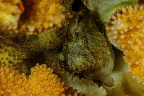 Seven 7-centimetre small dorsal spotted frogfish
