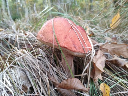 Red-cap