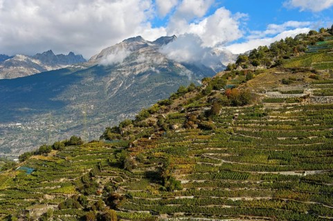 Vineyard terraces on a steep slope at the highest vineyard in Switzerland