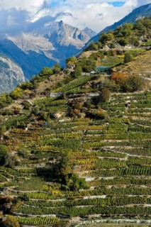 Vineyard terraces on a steep slope at the highest vineyard in Switzerland