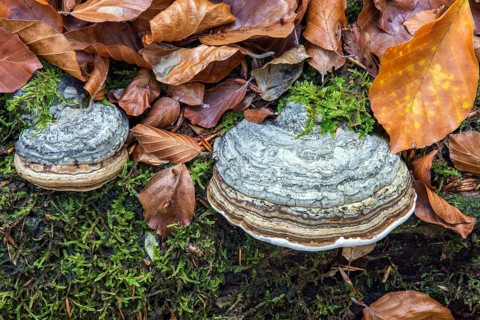 Fungus