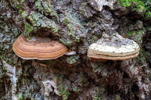 Fungus