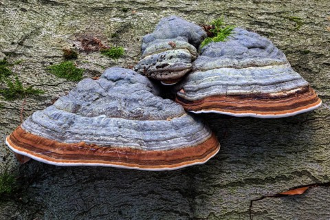 Fungus