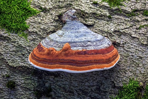 Fungus