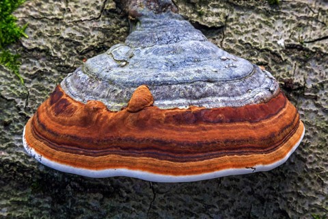 Fungus