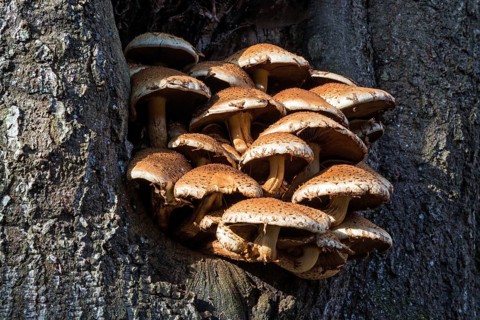 Golden scalycap