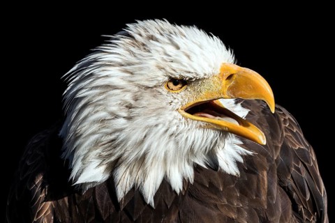 Bald eagle