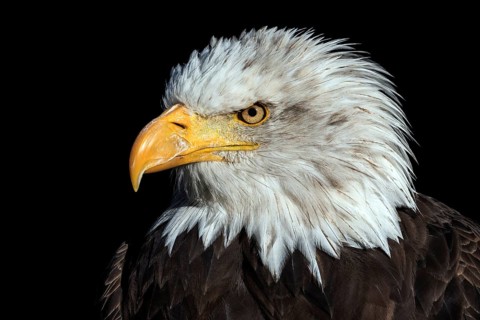 Bald eagle