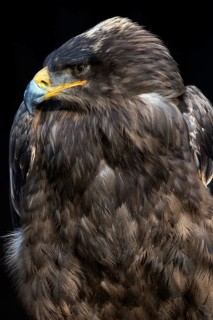 Steppe eagle