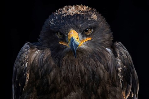 Steppe eagle