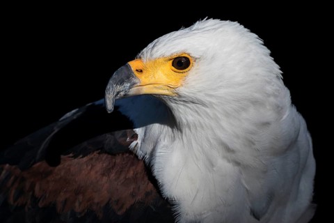 African Fish Eagle