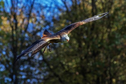 Red Kite